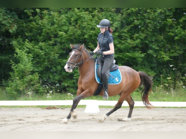 Hutsul Caballo castrado 4 años 143 cm Bayo in Ramsau am Dachstein