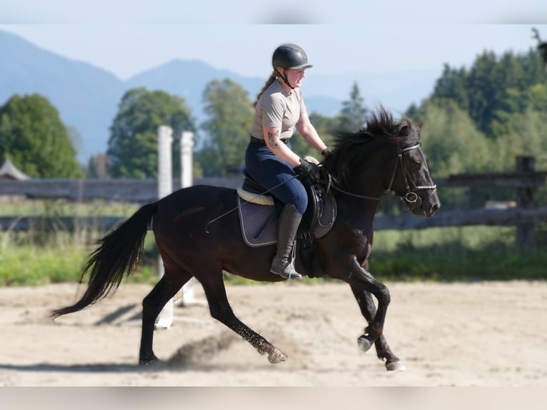 Hutsul Caballo castrado 4 años 143 cm Negro in Ramsau am Dachstein