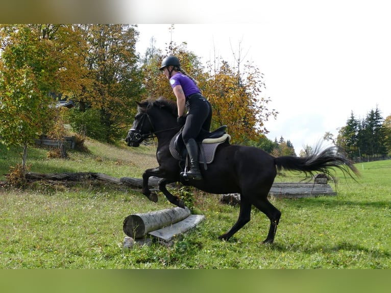 Hutsul Caballo castrado 4 años 143 cm Negro in Ramsau am Dachstein