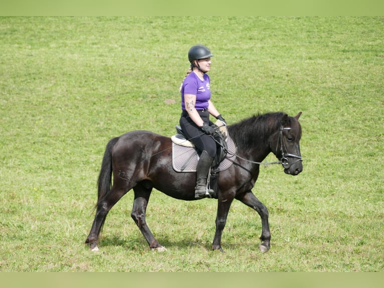 Hutsul Caballo castrado 4 años 143 cm Negro in Ramsau am Dachstein