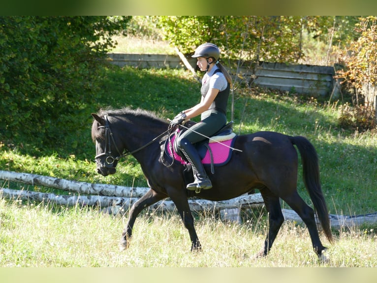 Hutsul Caballo castrado 4 años 143 cm Negro in Ramsau am Dachstein