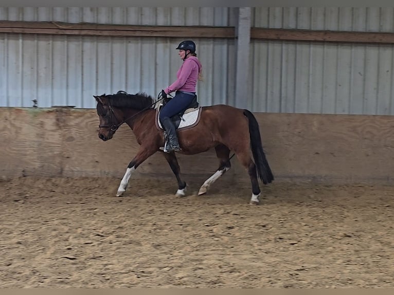 Hutsul Caballo castrado 4 años 144 cm Castaño in Mülheim an der Ruhr