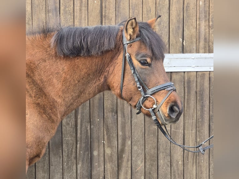 Hutsul Caballo castrado 4 años 144 cm Castaño in Mülheim an der Ruhr