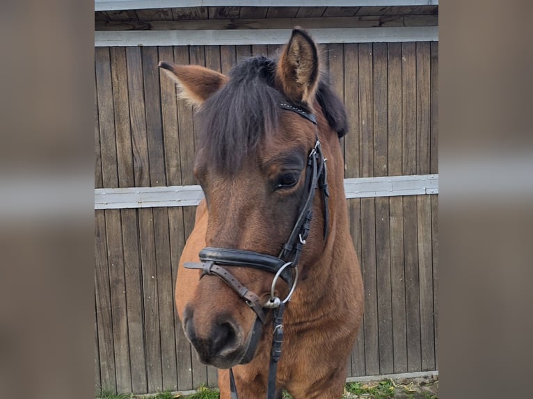 Hutsul Caballo castrado 4 años 144 cm Castaño in Mülheim an der Ruhr