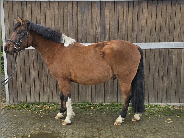 Hutsul Caballo castrado 4 años 144 cm Castaño in Mülheim an der Ruhr