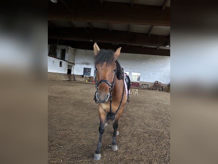 Hutsul Caballo castrado 4 años 145 cm in Niederzier