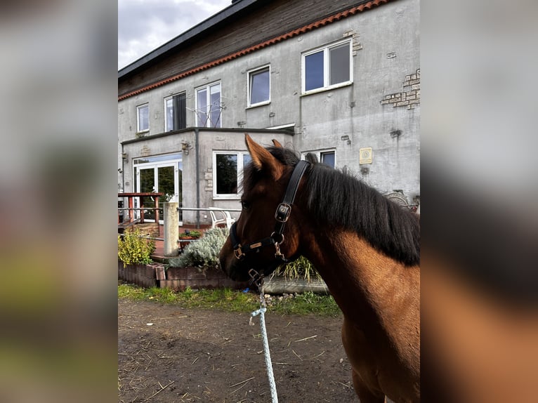 Hutsul Caballo castrado 4 años 145 cm in Niederzier