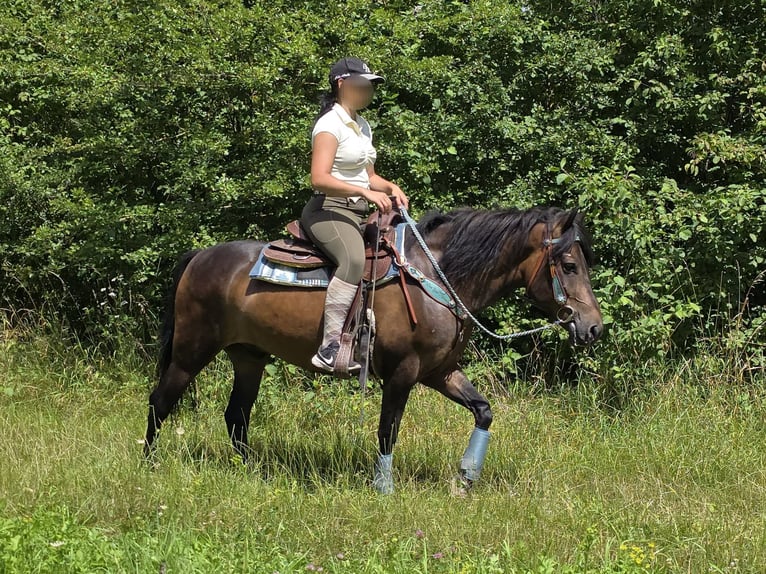 Hutsul Caballo castrado 4 años 145 cm Castaño in Linkenbach