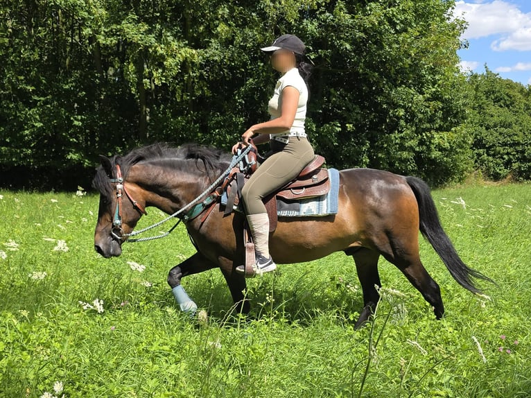 Hutsul Caballo castrado 4 años 145 cm Castaño in Linkenbach