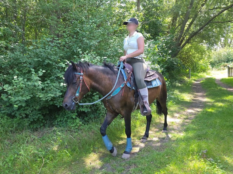 Hutsul Caballo castrado 4 años 145 cm Castaño in Linkenbach
