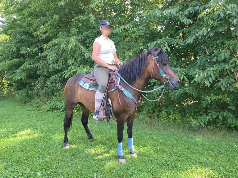 Hutsul Caballo castrado 4 años 145 cm Castaño in Linkenbach