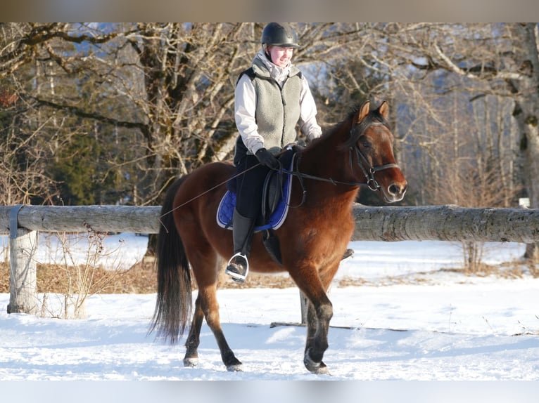 Hutsul Caballo castrado 4 años 146 cm Bayo in Ramsau Dachstein