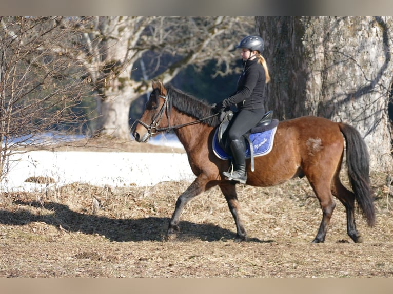 Hutsul Caballo castrado 4 años 146 cm Bayo in Ramsau Dachstein