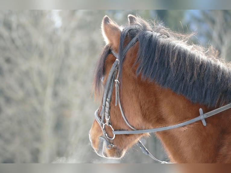 Hutsul Caballo castrado 4 años 146 cm Bayo in Ramsau Dachstein