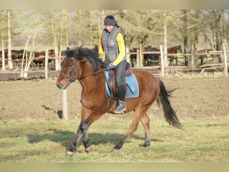 Hutsul Caballo castrado 4 años 146 cm Bayo in Ramsau Dachstein