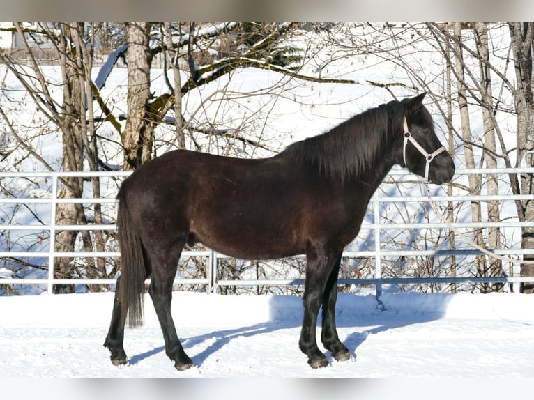 Hutsul Caballo castrado 4 años 146 cm Negro in Ramsau