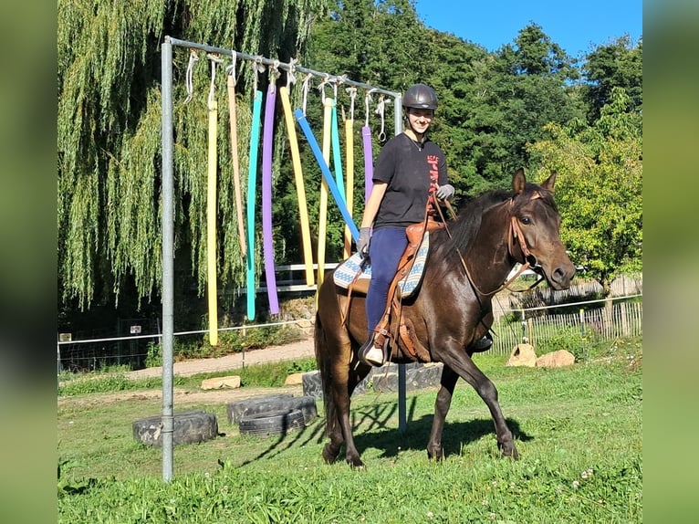 Hutsul Caballo castrado 4 años 147 cm Castaño oscuro in Bayerbach