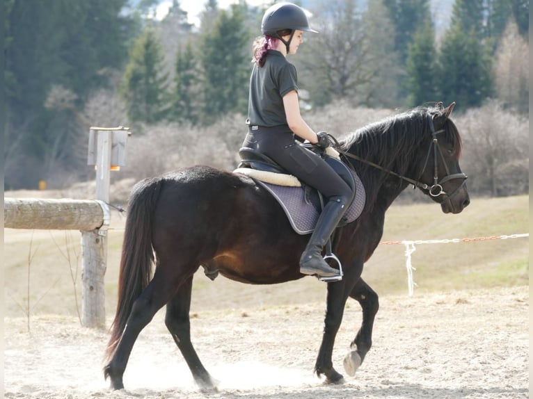 Hutsul Caballo castrado 4 años 147 cm Morcillo in Ramsau am Dachstein