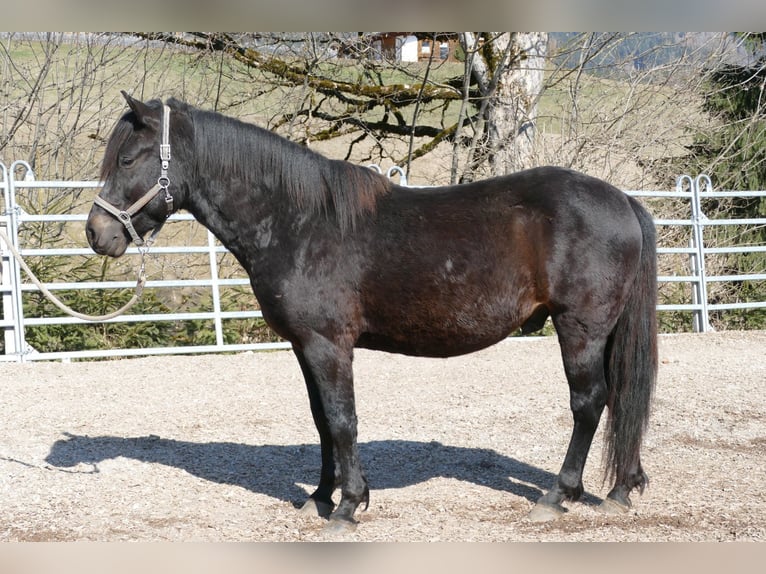 Hutsul Caballo castrado 4 años 147 cm Morcillo in Ramsau am Dachstein