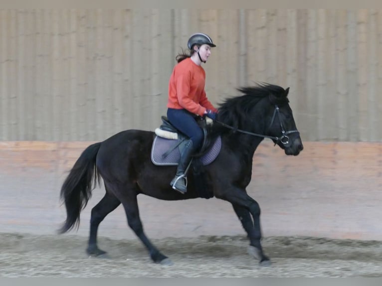 Hutsul Caballo castrado 4 años 147 cm Morcillo in Ramsau am Dachstein