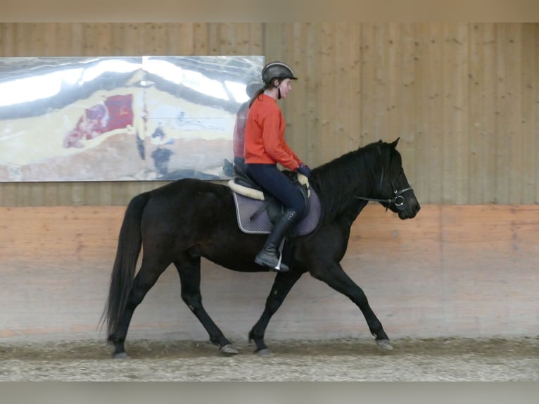 Hutsul Caballo castrado 4 años 147 cm Morcillo in Ramsau am Dachstein