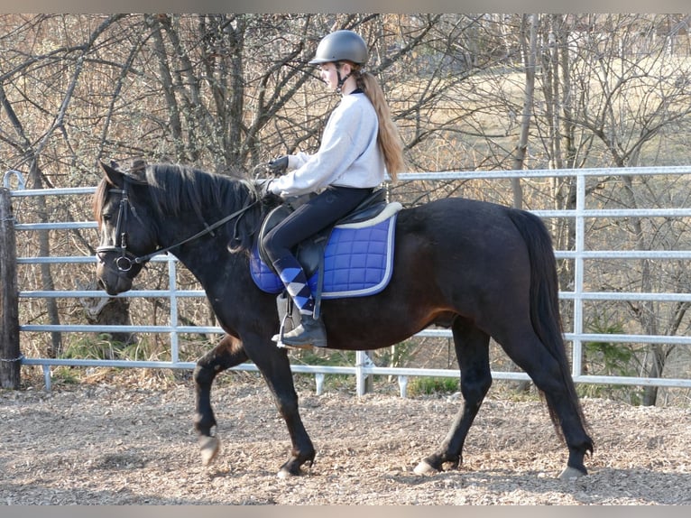 Hutsul Caballo castrado 4 años 147 cm Morcillo in Ramsau am Dachstein