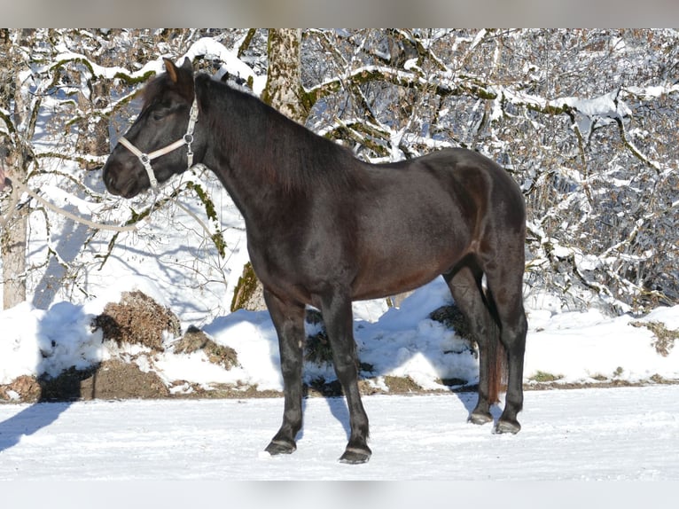 Hutsul Caballo castrado 4 años 147 cm Negro in Ramsau/D