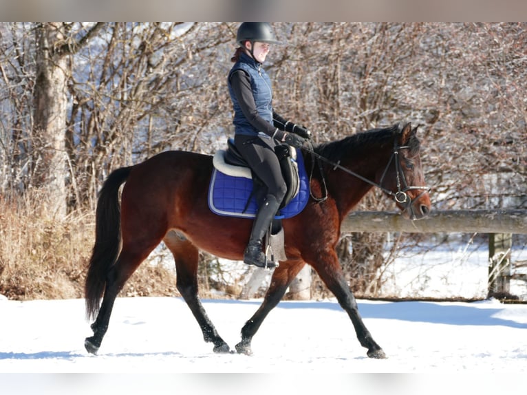 Hutsul Caballo castrado 4 años 148 cm Bayo in Ramsau