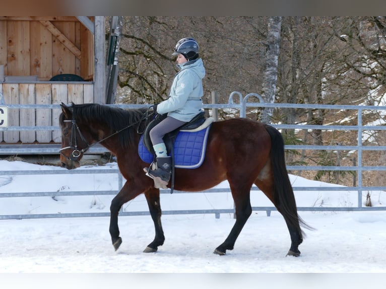 Hutsul Caballo castrado 4 años 148 cm Bayo in Ramsau