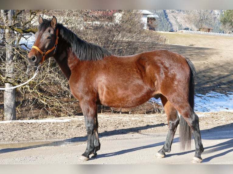 Hutsul Caballo castrado 4 años 148 cm Bayo in Ramsau