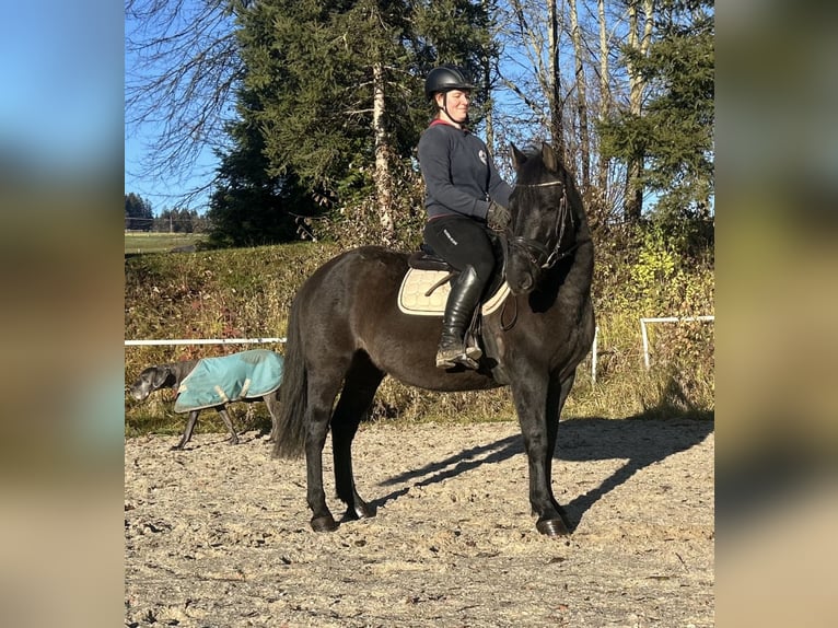 Hutsul Caballo castrado 4 años 150 cm Negro in Pelmberg