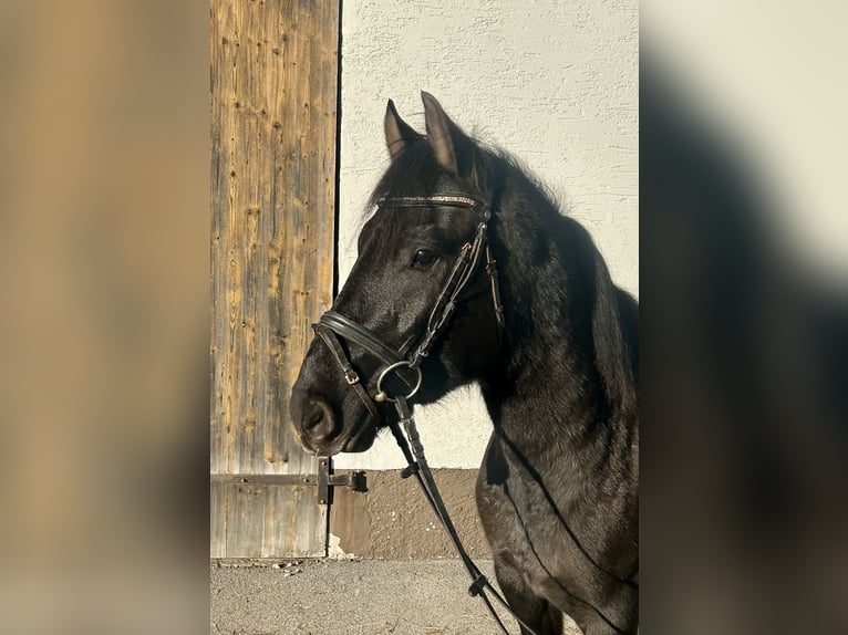 Hutsul Caballo castrado 4 años 150 cm Negro in Pelmberg