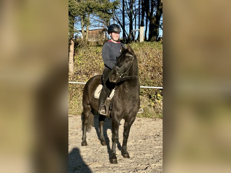 Hutsul Caballo castrado 4 años 150 cm Negro in Pelmberg