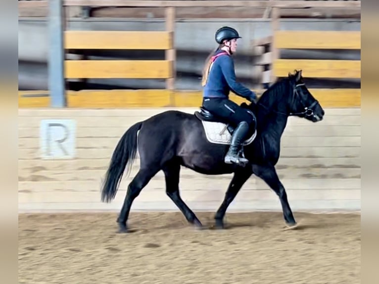 Hutsul Caballo castrado 4 años 150 cm Negro in Pelmberg