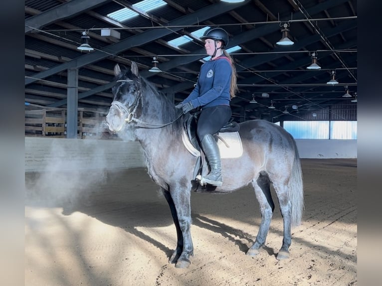 Hutsul Caballo castrado 4 años 150 cm Negro in Pelmberg