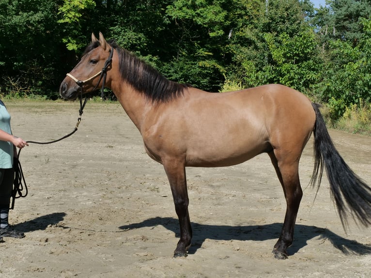 Hutsul Mestizo Caballo castrado 4 años 151 cm Bayo in WindhagenWindhagen