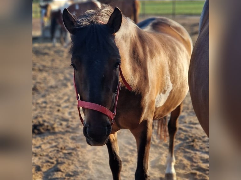 Hutsul Mestizo Caballo castrado 5 años 130 cm Pío in Kaldenkirchen