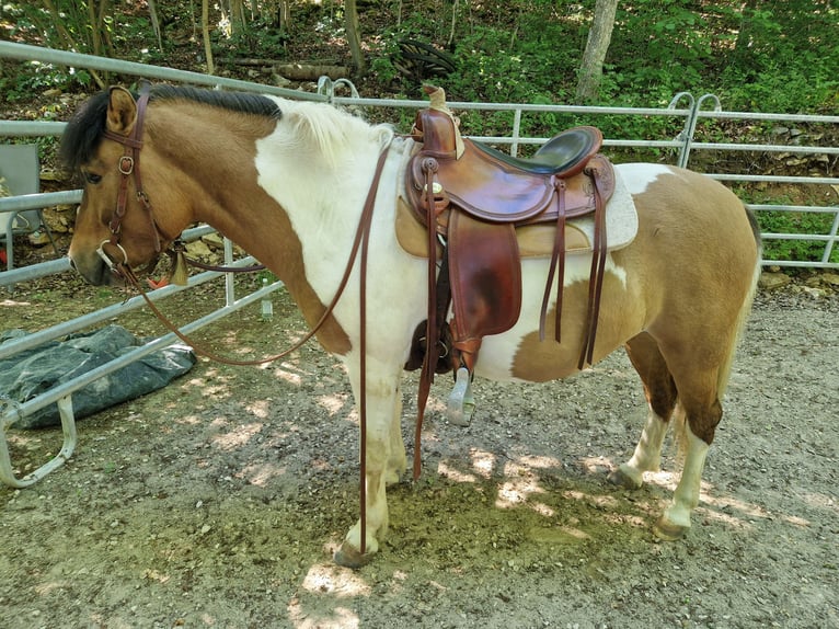 Hutsul Mestizo Caballo castrado 5 años 135 cm Pío in Pommelsbrunn