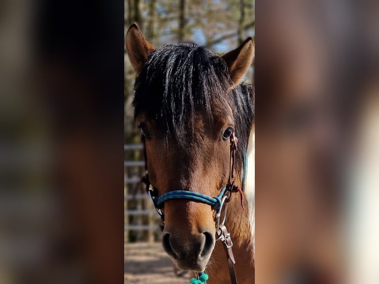 Hutsul Mestizo Caballo castrado 5 años 135 cm Pío in Pommelsbrunn