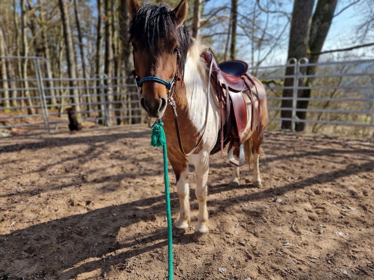 Hutsul Mestizo Caballo castrado 5 años 136 cm Pío in Pommelsbrunn