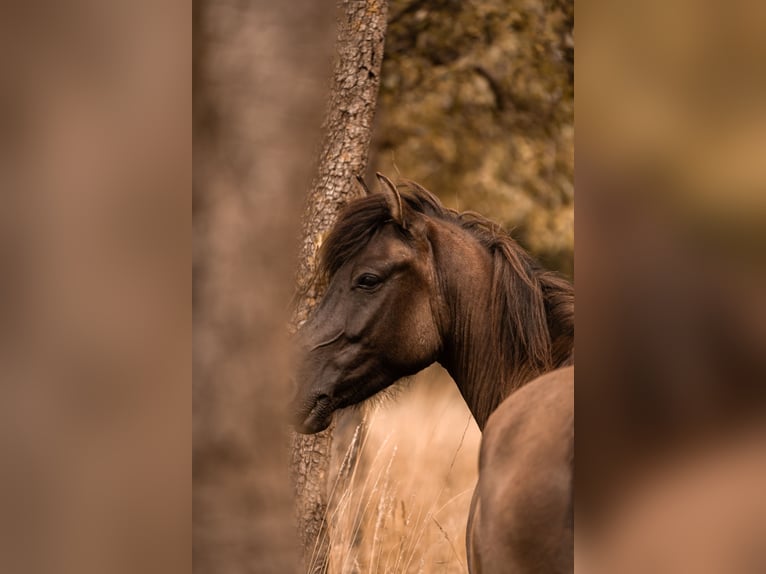 Hutsul Caballo castrado 5 años 138 cm Bayo in Wedemark