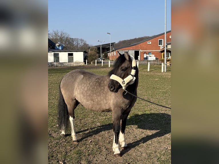 Hutsul Caballo castrado 5 años 140 cm Bayo in Osnabrück