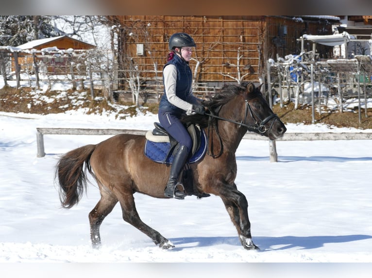 Hutsul Caballo castrado 5 años 141 cm Bayo in Ramsau