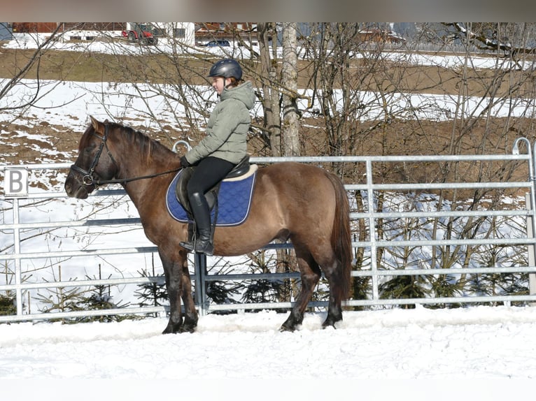 Hutsul Caballo castrado 5 años 141 cm Bayo in Ramsau