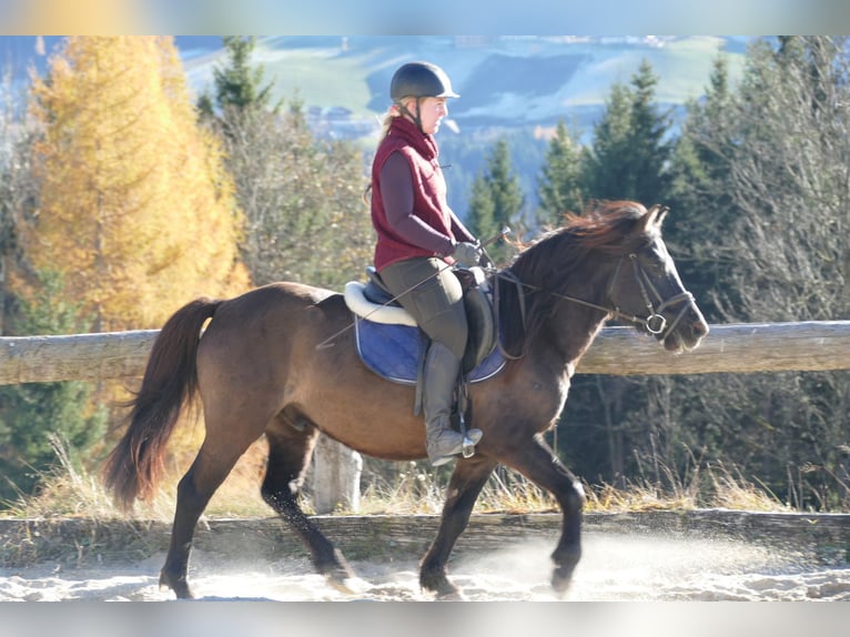 Hutsul Caballo castrado 5 años 142 cm Bayo in Ramsau/D