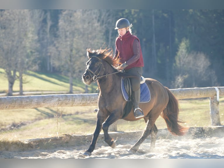 Hutsul Caballo castrado 5 años 142 cm Bayo in Ramsau/D