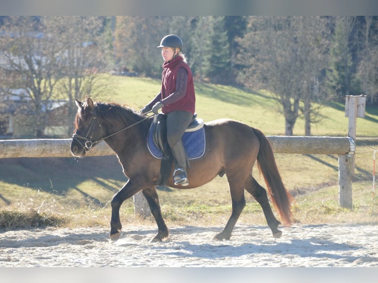 Hutsul Caballo castrado 5 años 142 cm Bayo in Ramsau/D