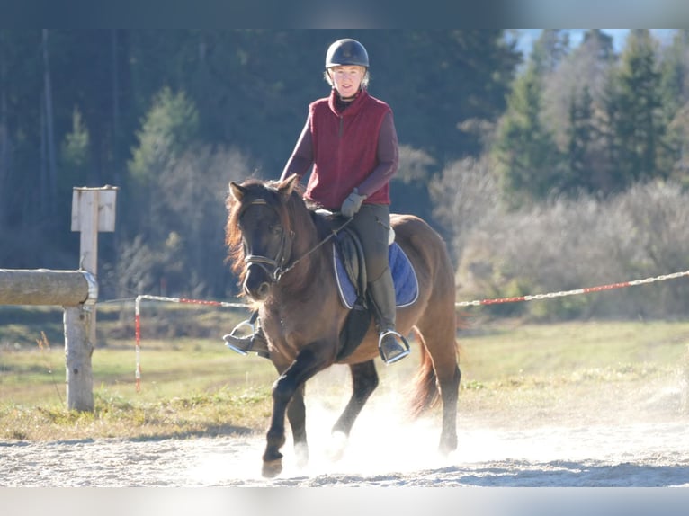 Hutsul Caballo castrado 5 años 142 cm Bayo in Ramsau/D