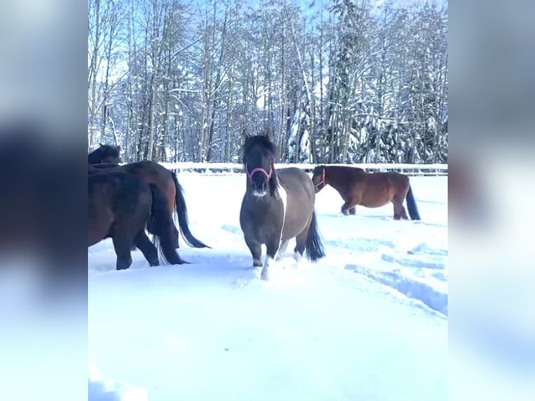 Hutsul Caballo castrado 5 años 142 cm Pío in Ampflwang