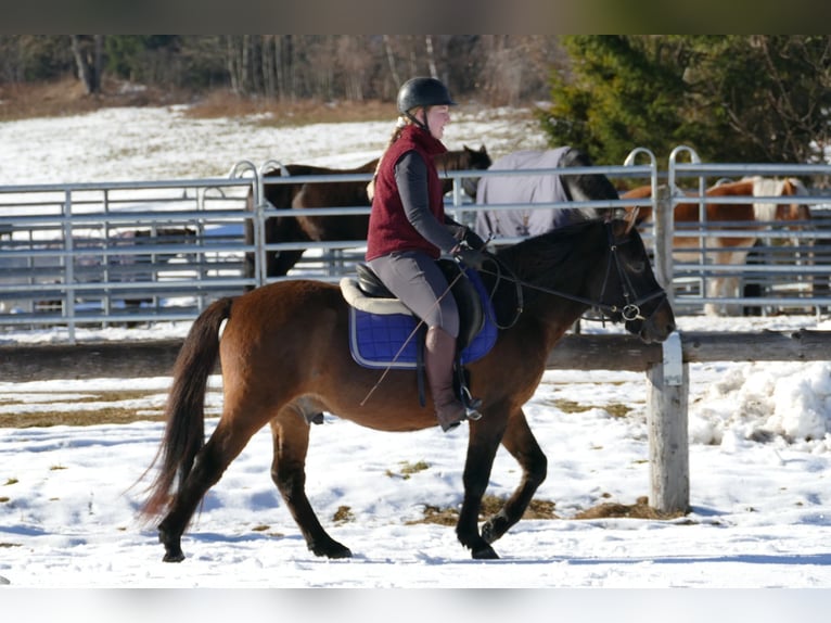 Hutsul Caballo castrado 5 años 143 cm Bayo in Ramsau/D.